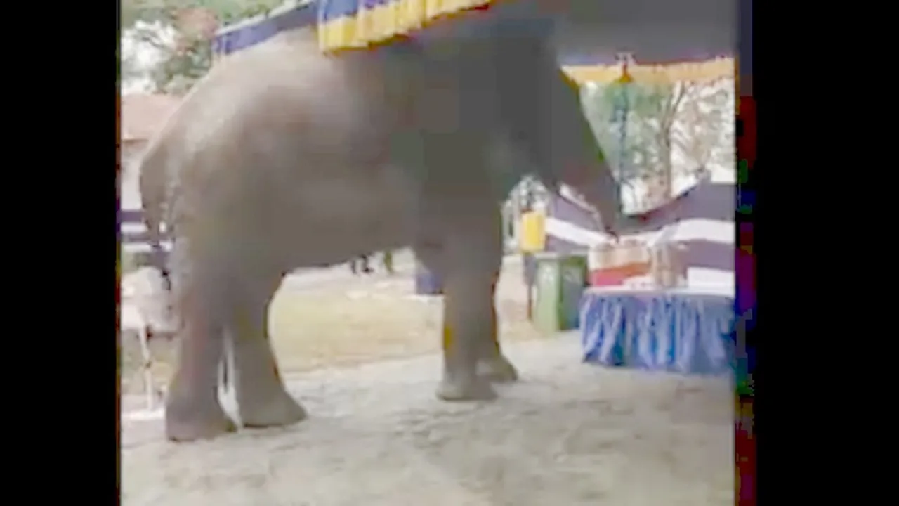Video: ಖಾಸಗಿ ಕಾರ್ಯಕ್ರಮಕ್ಕೆ ಎಂಟ್ರಿ ಕೊಟ್ಟ ಕಾಡಾನೆ; ಎದ್ದು  ಬಿದ್ದು ಓಡಿದ ಜನರು
