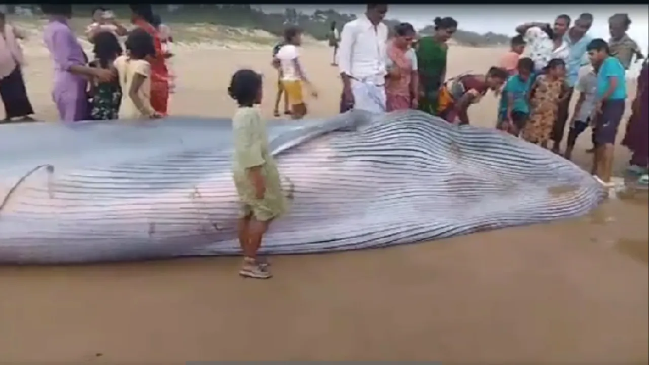 Video: ಕಡಲ ಕಿನಾರೆಗೆ ಬಂತು ದೈತ್ಯ ತಿಮಿಂಗಲ.. ಬರೋಬ್ಬರಿ 5 ಟನ್ ತೂಕದ ಮೀನು ಕಂಡು ಬೆಚ್ಚಿಬಿದ್ದ ಜನ..!