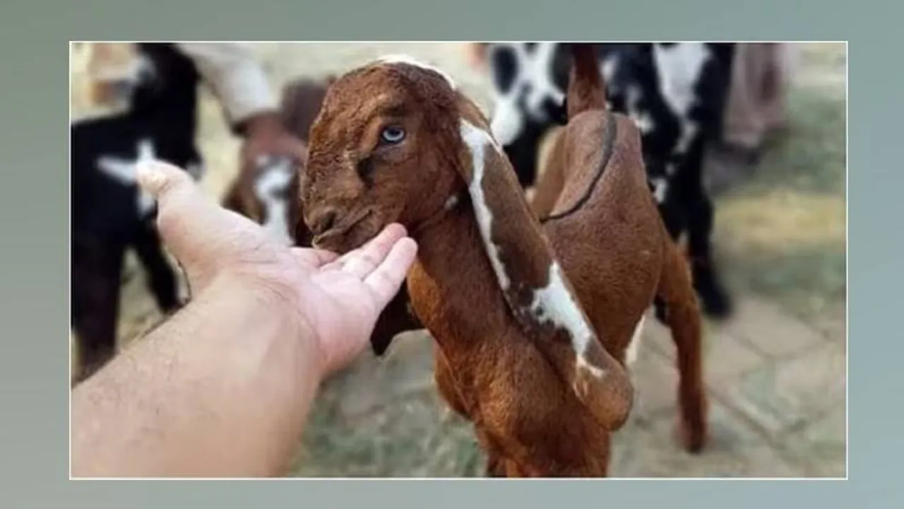 ಹರಕೆ ತೀರಿಸಲು ಮೇಕೆ ಬಲಿಕೊಟ್ಟ.. ಅದೇ ಮೇಕೆಯ ಕಣ್ಣು ಆ ವ್ಯಕ್ತಿಯನ್ನೇ ಸಾಯಿಸಿತು..