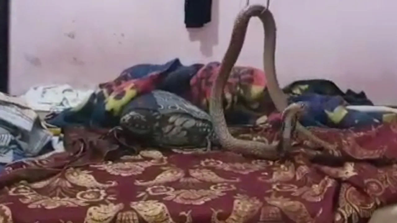 VIDEO: ಬೆಡ್‌ ರೂಮ್‌ನಲ್ಲಿ ಬುಸುಗುಟ್ಟಿದ ನಾಗರಹಾವು; ಪಕ್ಕದಲ್ಲೇ ಮಲಗಿದ್ದ ಹುಡುಗ ಎದ್ದು, ಬಿದ್ದು ಓಡಿದ!