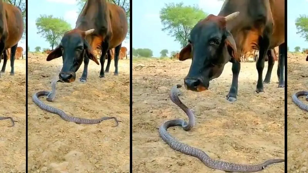 Video: ನಾಗರಹಾವಿನ ಜೊತೆಗೆ ಹಸುವಿನ ಸ್ನೇಹ.. ಇದು ನಂಬಲಸಾಧ್ಯವಾದ ಬಂಧನ