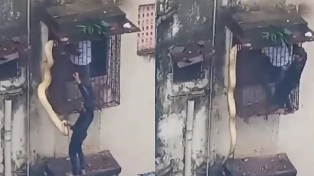 ಅಬ್ಬಾ.. ಅಪಾರ್ಟ್‌ಮೆಂಟ್‌ಗೆ ಬಂದು ವಿಲ, ವಿಲ ಒದ್ದಾಡಿದ ಹೆಬ್ಬಾವು; ಭಯಾನಕ ವಿಡಿಯೋ ಇಲ್ಲಿದೆ ನೋಡಿ