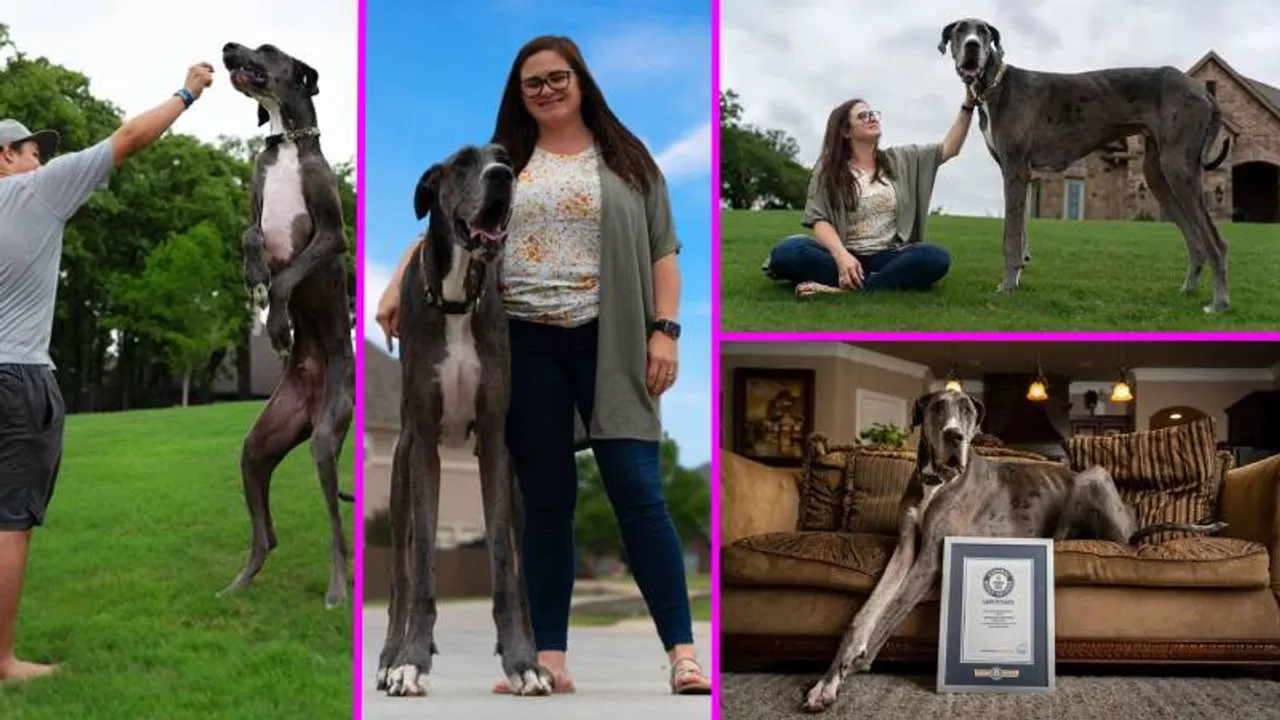 Tallest dog: ಜಗತ್ತಿನ ಅತಿ ಎತ್ತರದ ಡಾಗ್ ಜೀಯಸ್ ಇನ್ನಿಲ್ಲ.. ಗಿನ್ನೆಸ್ ದಾಖಲೆ ಬರೆದಿದ್ದ ಶ್ವಾನಕ್ಕೆ ಏನಾಯ್ತು?