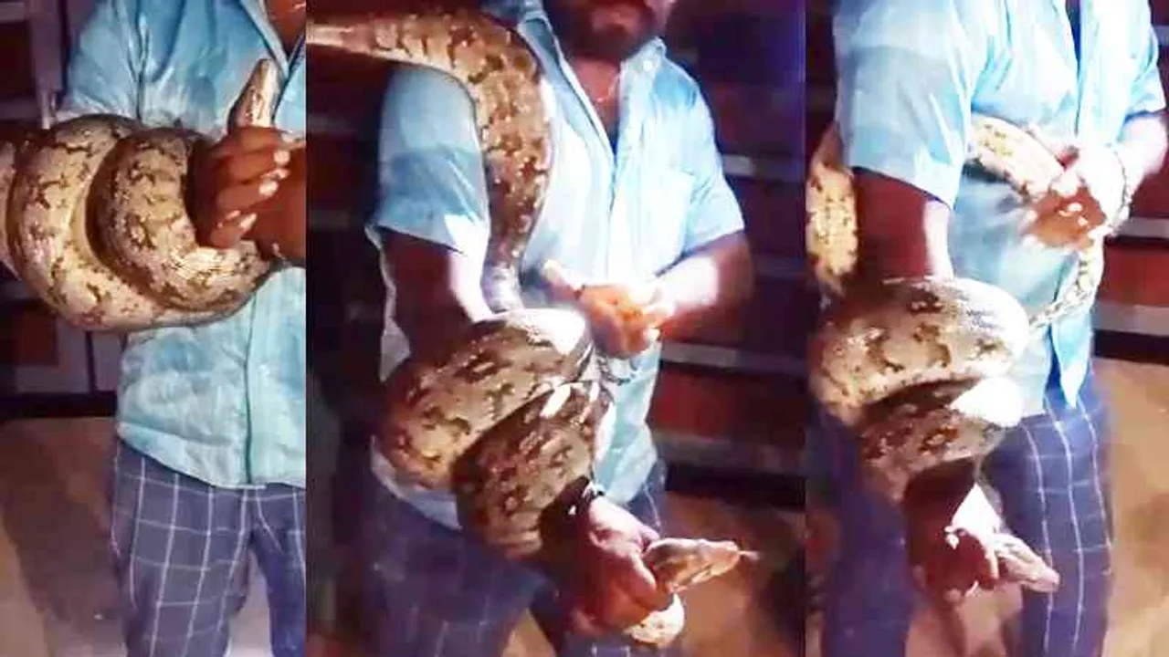 ವಿಡಿಯೋ..!! 10 ಅಡಿ ಉದ್ದದ ಹೆಬ್ಬಾವು ರಕ್ಷಣೆ ಮಾಡಿ ಉರಗ ತಜ್ಞ ಹಿಂಗಾ ಶಾಕ್ ಕೊಡೋದು..!