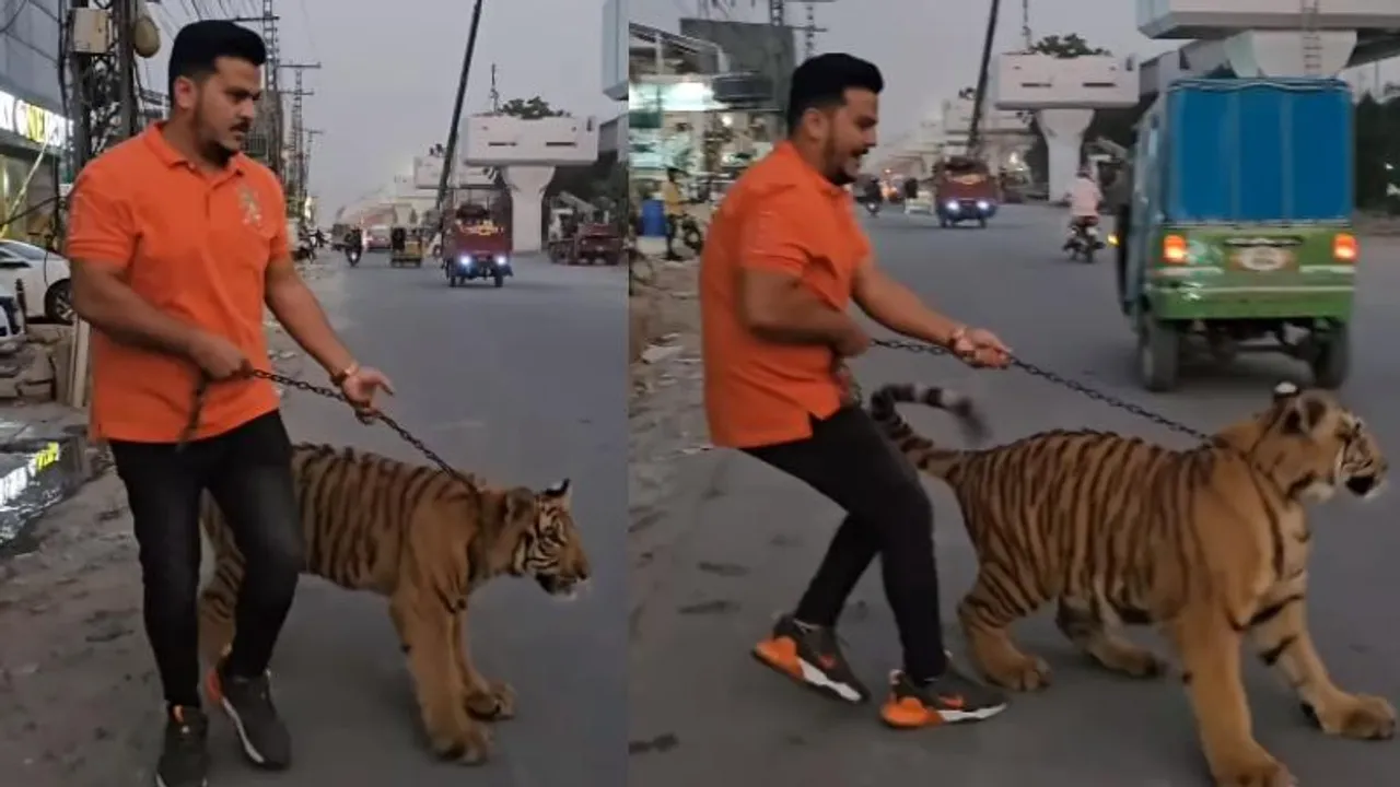 Video: ಅಯ್ಯೋ.. ಹುಲಿ ಕಣೋ ಅದು; ನಡು ರಸ್ತೆಯಲ್ಲಿ ವ್ಯಾಘ್ರನ ಜೊತೆ ವಾಕಿಂಗ್‌ ಮಾಡಿದ ಭೂಪ