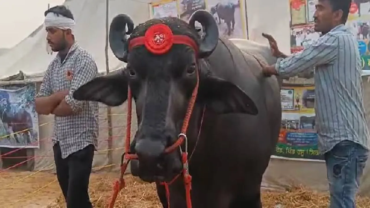 ಅಬ್ಬಾ.. ಒಂದಲ್ಲ, ಎರಡಲ್ಲ, 11 ಕೋಟಿಗೆ ಹರಾಜಾದ ಎಮ್ಮೆ.. ಅಂತಹದ್ದೇನಿದೆ ಗುರು ಇದರಲ್ಲಿ ವಿಶೇಷ