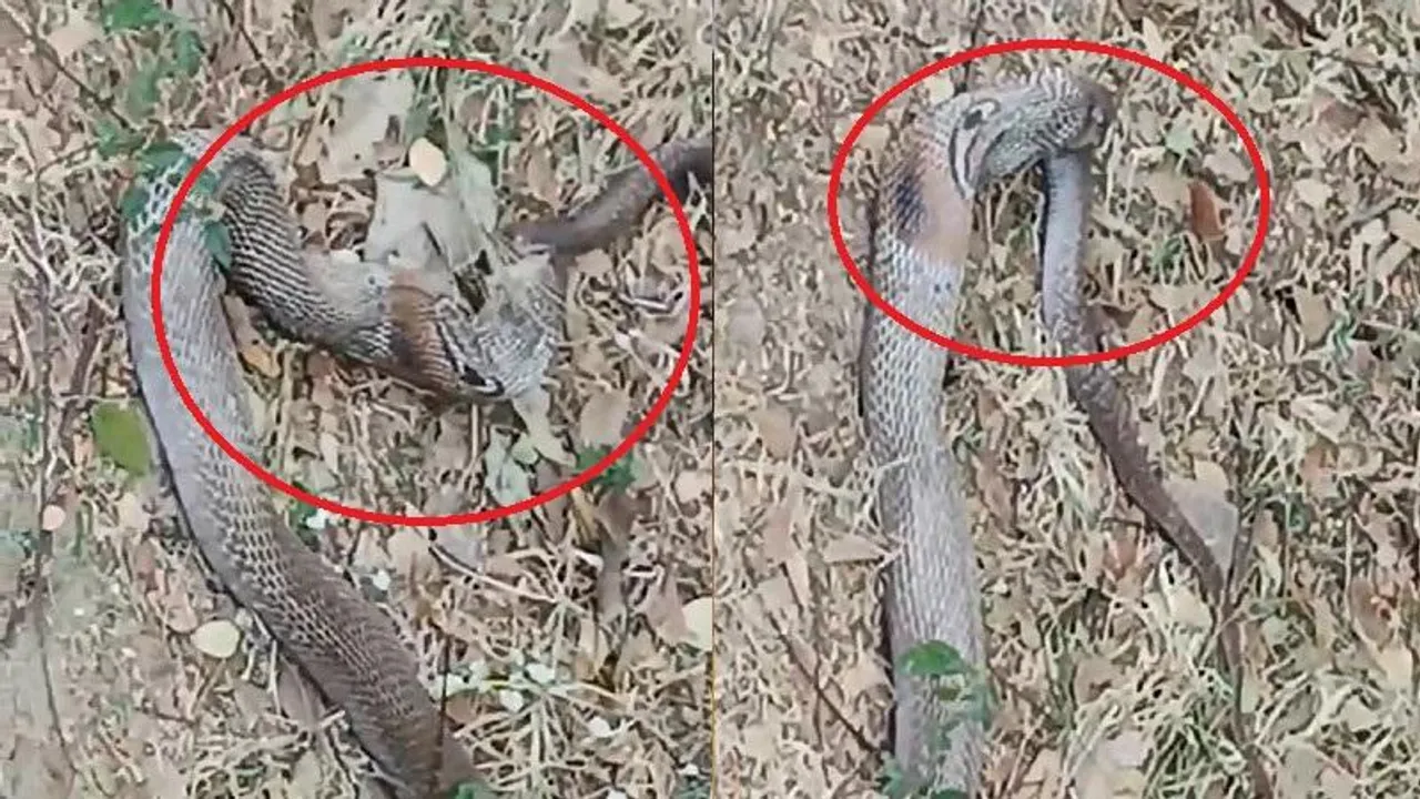 ಹಾವನ್ನೇ ನುಂಗಿದ ನಾಗರ ಹಾವು.. ಬೆಚ್ಚಿಬಿದ್ದ ಇಡೀ ಗ್ರಾಮ; ಆಮೇಲೇನಾಯ್ತು?