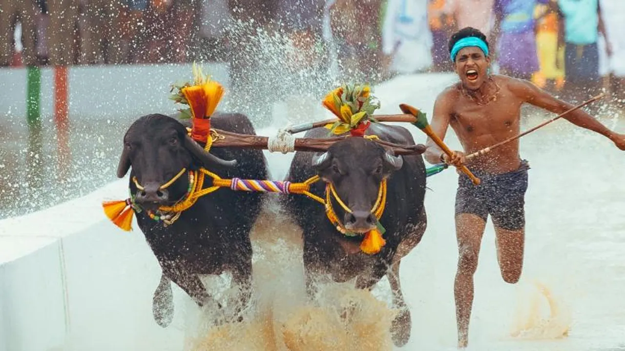 ಬೆಂಗಳೂರಲ್ಲಿ ನಮ್ಮ ಕಂಬಳಕ್ಕೆ ಅದ್ಧೂರಿ ತೆರೆ.. ಗೆದ್ದ ಕೋಣಗಳು ಯಾವ್ಯಾವು?; ಎಷ್ಟು ಲಕ್ಷ ಜನ ಬಂದಿದ್ರು?