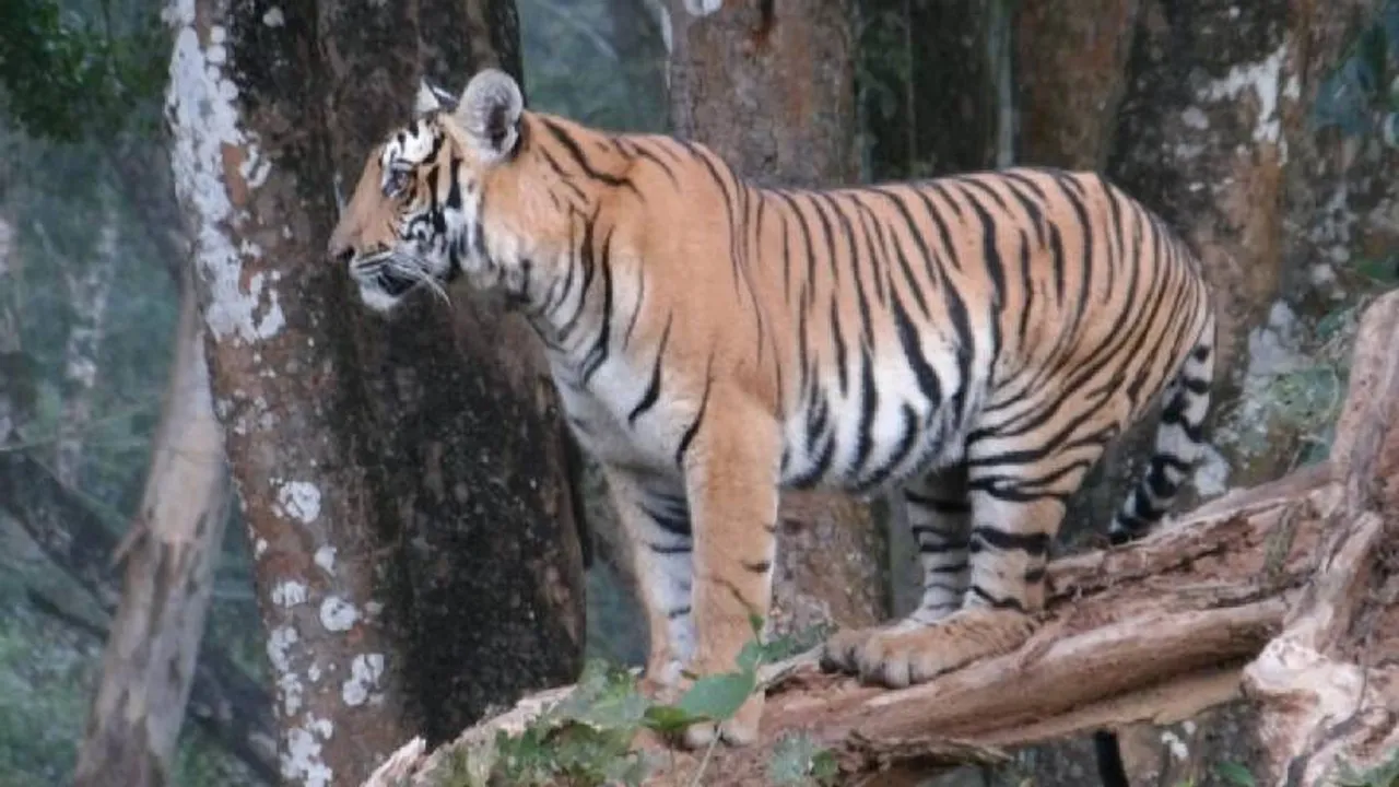 ನಾಗರಹೊಳೆ ಅಭಯಾರಣ್ಯದಲ್ಲಿ ಕ್ಯಾಮೆರಾಗೆ ಸಖತ್ ಪೋಸ್​ ಕೊಟ್ಟ ಹುಲಿರಾಯ..! Video