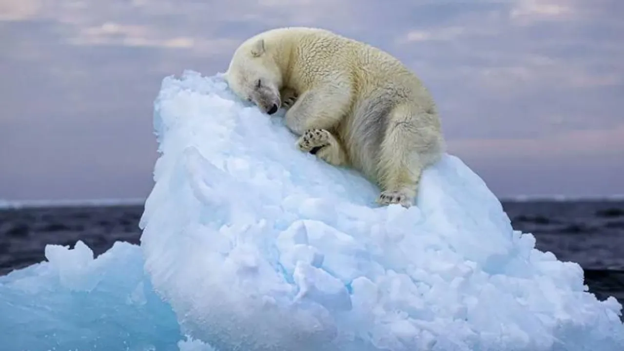 ‘ಐಸ್​ ಬೆಡ್’​ ಫೋಟೋಗೆ ಒಲಿದ ಪ್ರತಿಷ್ಠಿತ ವೈಲ್ಡ್​​ಲೈಫ್ ಫೋಟೋಗ್ರಾಫರ್ ಪ್ರಶಸ್ತಿ.. ಕ್ಲಿಕ್ ಮಾಡಿದ್ದು ಯಾರು?