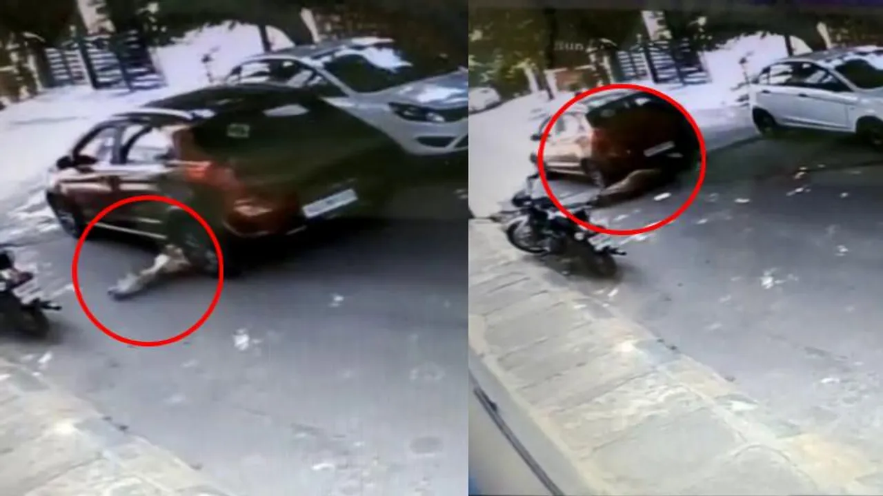 ರಸ್ತೆಯಲ್ಲಿ ಮಲಗಿದ್ದ ಕರುವಿನ ಮೇಲೆ ಕಾರು ಹತ್ತಿಸಿ ವಿಕೃತಿ ಮೆರೆದ ಚಾಲಕ.. ಮೂಕ ಪ್ರಾಣಿ ನರಳಾಟ!