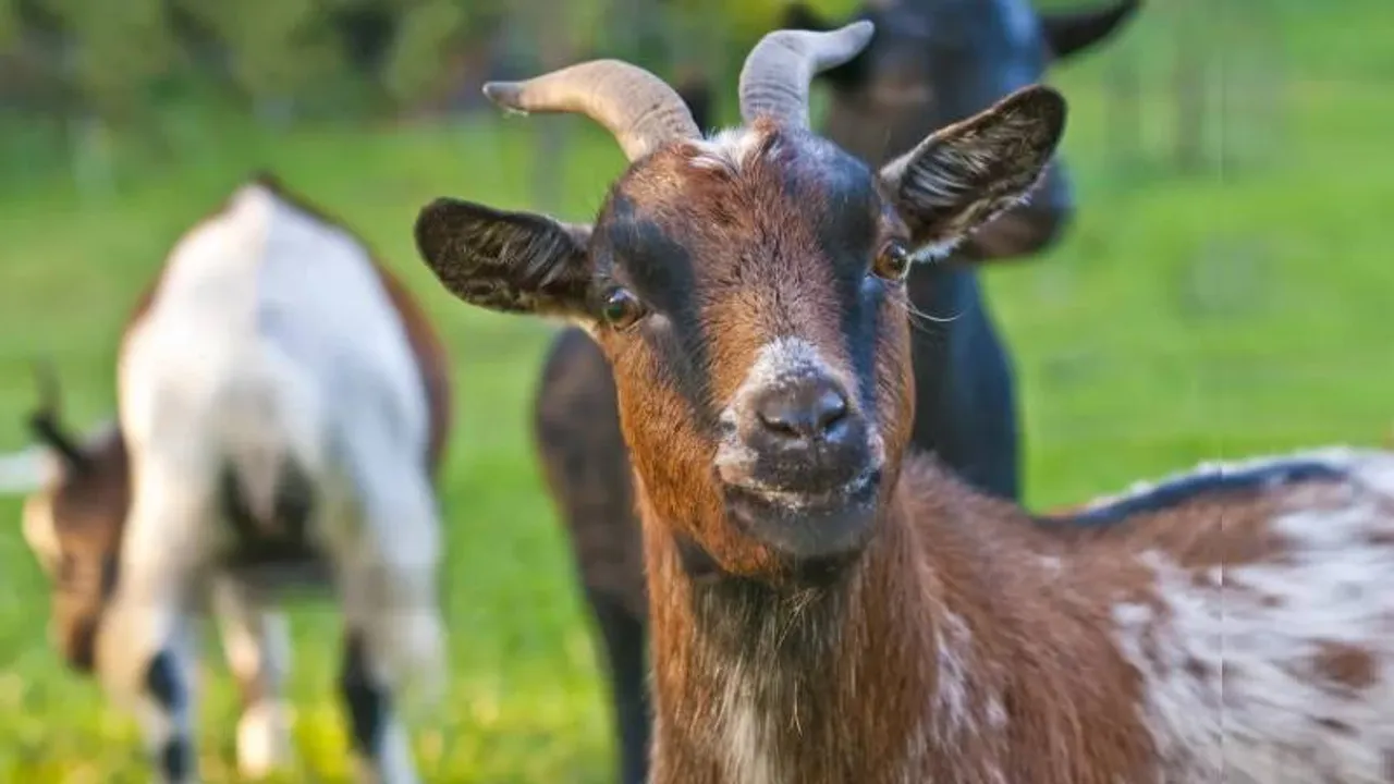 ಜನಸಂಖ್ಯೆಯನ್ನೂ ಮೀರಿಸಿದ ಆಡುಗಳು; ಉಪಟಳ ತಾಳಲಾರದೆ ಉಚಿತವಾಗಿ ನೀಡ್ತಿದೆ ಇಲ್ಲಿನ ಸರ್ಕಾರ