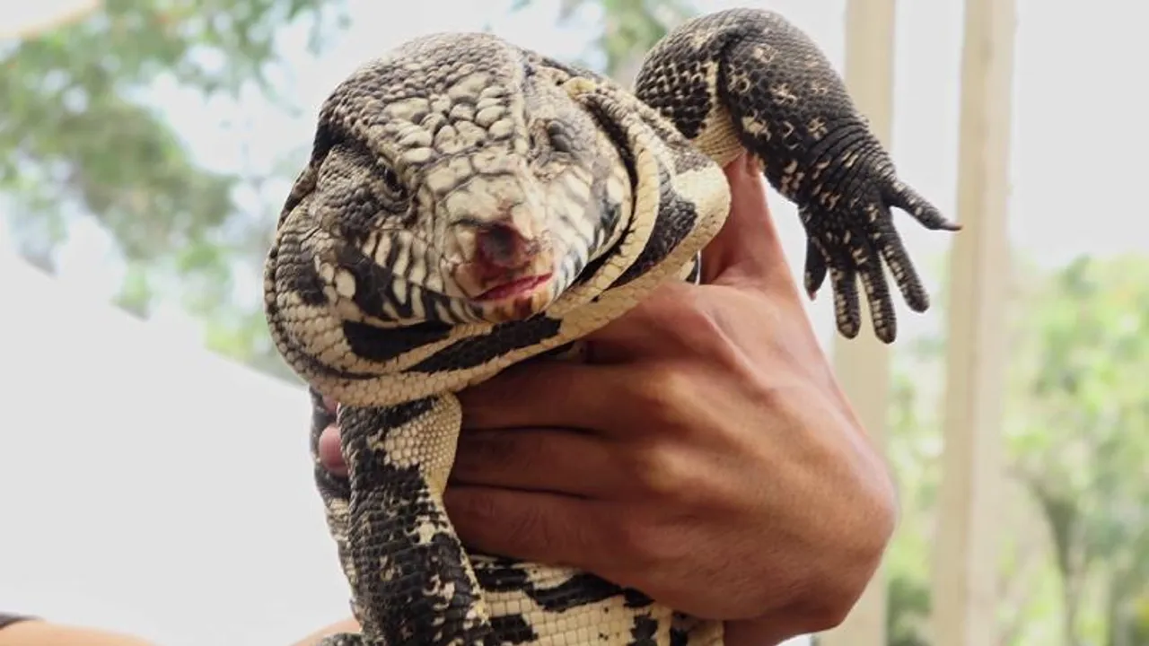 ಬೇಸಿಗೆ ಬಿಸಿಯಲ್ಲಿ ಕೊಂಚ ನೆಮ್ಮದಿಗಾಗಿ ಬೆಂಗಳೂರಲ್ಲಿ ಮುದ್ದಾದ ಪ್ರಾಣಿಗಳ ಶೋ.. ರೆಪ್ಟೆಲ್ 6 ತಿಂಗಳು ನಿದ್ದೆ ಮಾಡುತ್ತಾ?