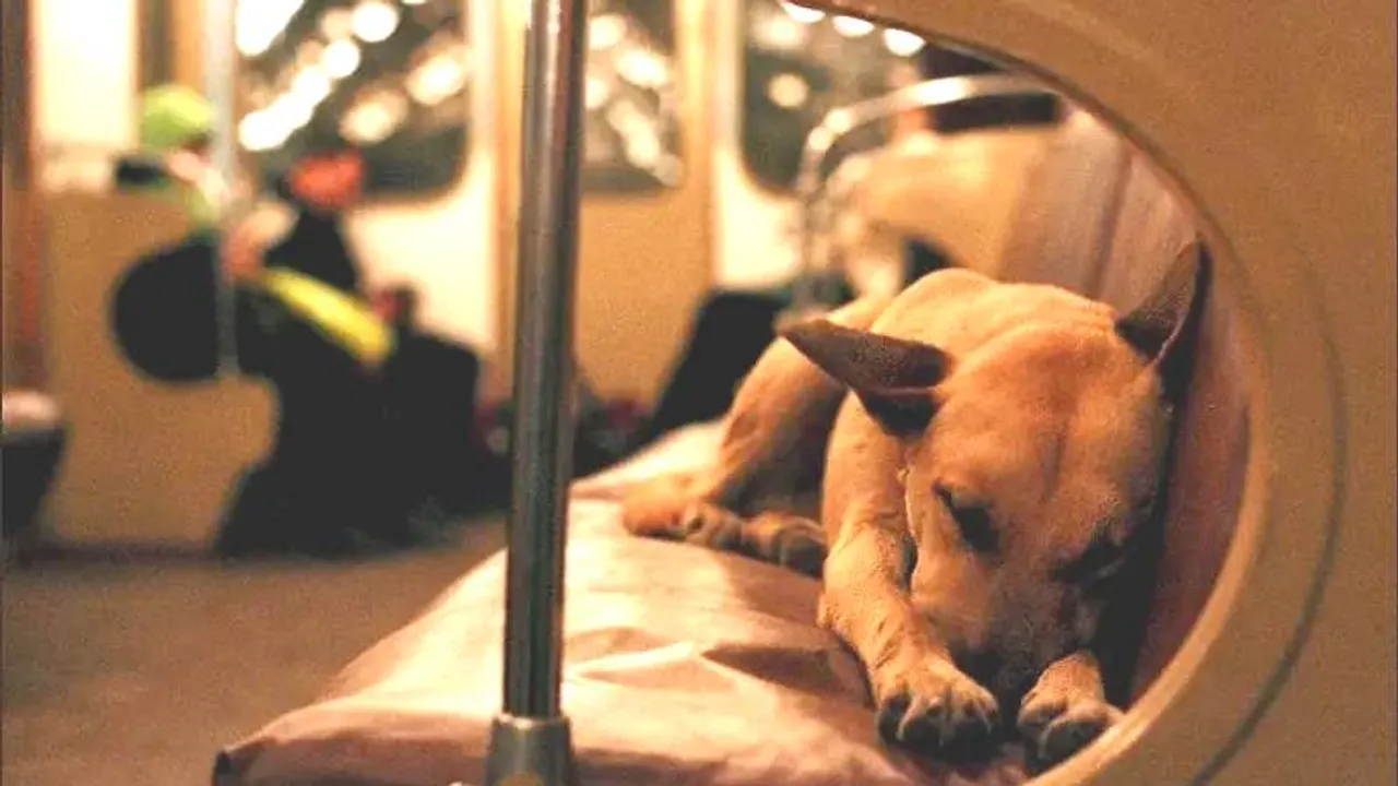 ನಂಬಿದ್ರೆ ನಂಬಿ.. ದಿನಕ್ಕೆ 30Km.. ಮೆಟ್ರೋ, ಬಸ್​ನಲ್ಲಿ ಓಡಾಡುತ್ತಿದೆ ಈ ಬೀದಿ ಶ್ವಾನ!