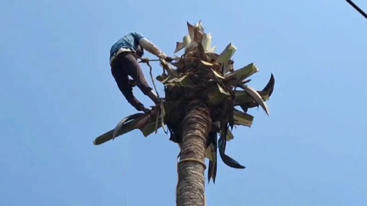 ರಣ ಬಿಸಿಲಿಗೆ ತೆಂಗಿನ ಮರದ ತುದಿಯಲ್ಲೇ ಪ್ರಜ್ಞೆತಪ್ಪಿದ ಯುವಕ.. ಆತನನ್ನು ಕಾಪಾಡಲು ಅವರೇ ಬರಬೇಕಾಯ್ತು!