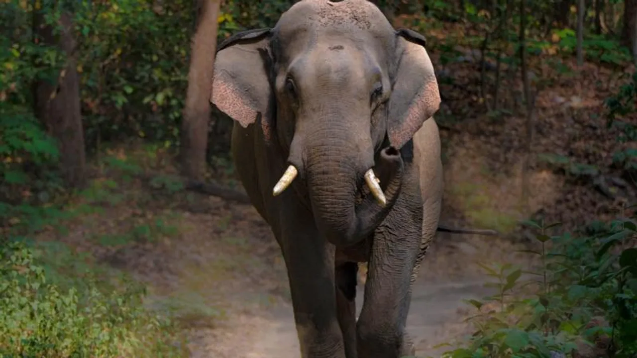 ಕೋಲಾರದಲ್ಲಿ ದಾರುಣ ಘಟನೆ; ದೇವರ ದರ್ಶನಕ್ಕೆ ಬಂದಿದ್ದ ವೃದ್ಧನ ಮೇಲೆ ಕಾಡಾನೆ ದಾಳಿ, ಸಾವು