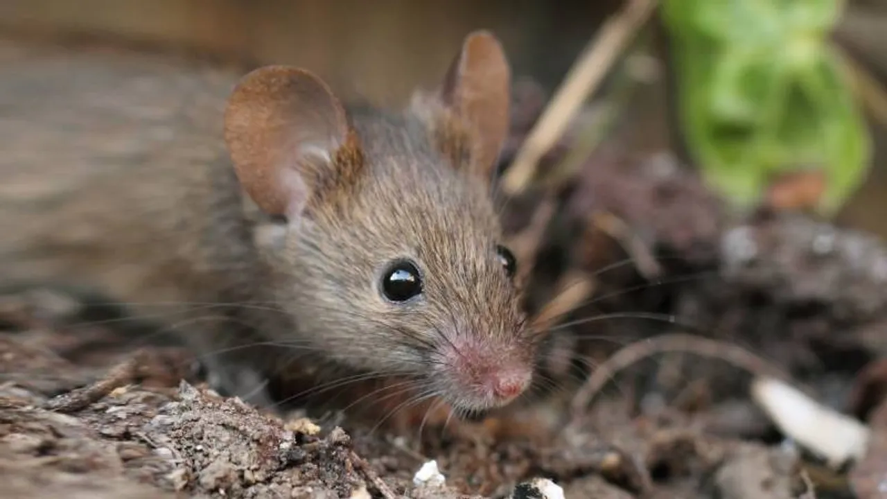 ಇಟ್ಟಲ್ಲಿಯೇ 19 ಕೆಜಿ ಗಾಂಜಾ ಮಾಯ, ಇಲಿ ತಿಂದು ಕಿಕ್ಕೇರಿಸಿಕೊಂಡಿವೆ ಎಂದ ಪೊಲೀಸರು..!