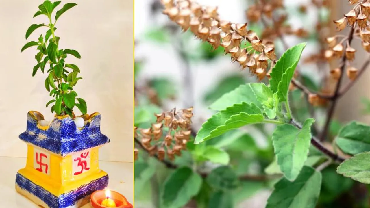 ತುಳಸಿ ಚಿಕ್ಕದಾದ್ರೂ ಕೀರ್ತಿ ದೊಡ್ಡದು.. ಮನೆ ಅಂದವಷ್ಟೇ ಅಲ್ಲ, ಆರೋಗ್ಯಕ್ಕೂ ವೃಂದಾ ಬಹುಉಪಕಾರಿ