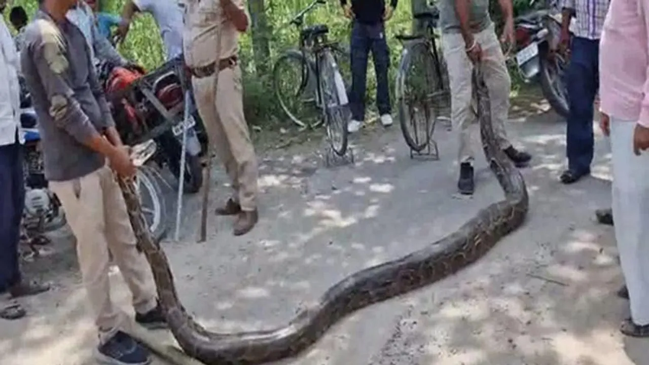 VIDEO: ಅಬ್ಬಬ್ಬಾ! ಬರೋಬ್ಬರಿ 13 ಅಡಿ ಹೆಬ್ಬಾವು ನೋಡಿ ಶಾಕ್​ ಆದ ಗ್ರಾಮಸ್ಥರು; ಆಮೇಲೇನಾಯ್ತು?