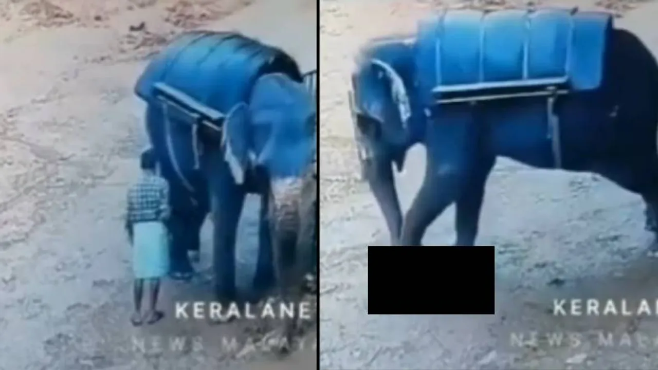 VIDEO: ಮಾವುತನನ್ನು ಕಾಲಿನಿಂದ ತುಳಿದು ಸಾಯಿಸಿದ ಆನೆ.. ಭಯಾನಕವಾಗಿದೆ ಈ ದೃಶ್ಯ