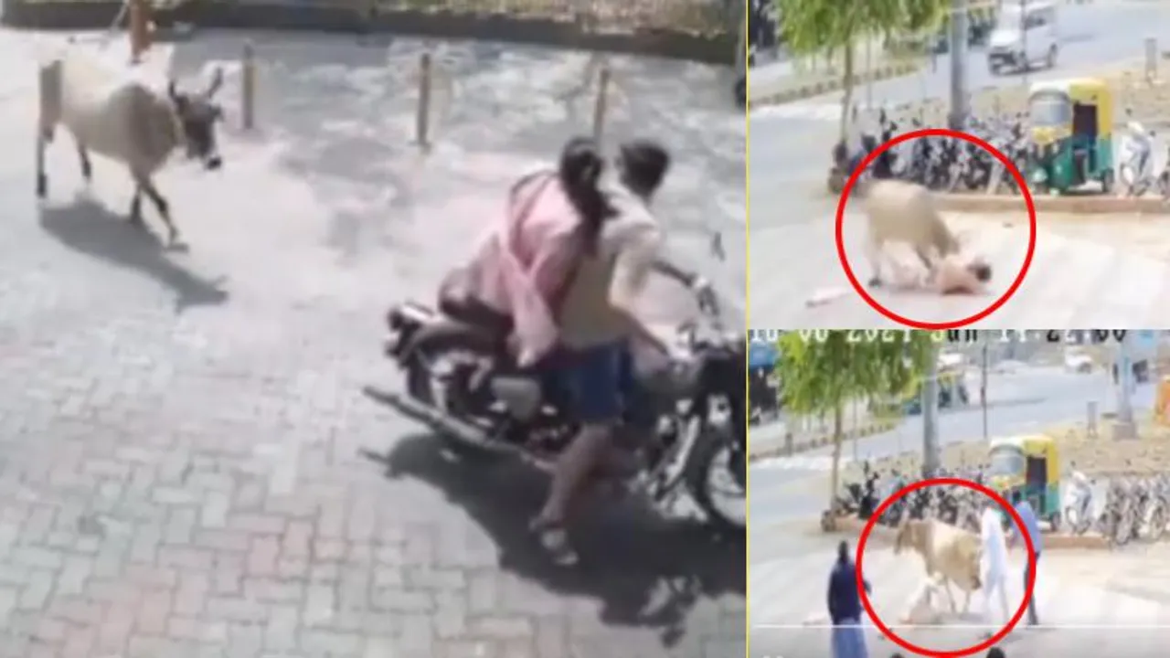Video: ಮಹಿಳೆಯನ್ನೇ ಟಾರ್ಗೆಟ್ ಮಾಡಿದ ಆಕಳು.. ನಡು ರಸ್ತೆಯಲ್ಲಿ ಗಂಡನ ಎದುರು ಕಾಲಲ್ಲಿ ತುಳಿದ ಹಸು