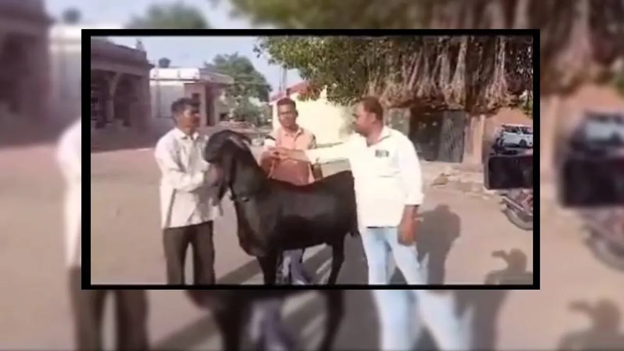 ಅಬ್ಬಾ.. ಬಕ್ರೀದ್​ ಹಬ್ಬದಂದು ದುಬಾರಿ ಬೆಲೆಗೆ ಮಾರಾಟವಾದ ಮೇಕೆ! ಎಷ್ಟು ಗೊತ್ತಾ?