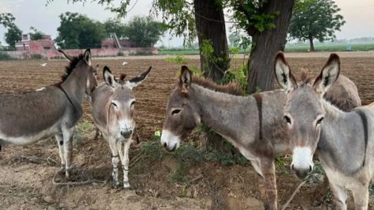 ದುಡ್ಡಿಗಾಗಿ ಕತ್ತೆಗಳ ಮಾರಾಟಕ್ಕೆ ಮುಂದಾದ ಪಾಕಿಸ್ತಾನ.. ಅಯ್ಯೋ! ಇದೆಂಥಾ ದುಸ್ಥಿತಿ!
