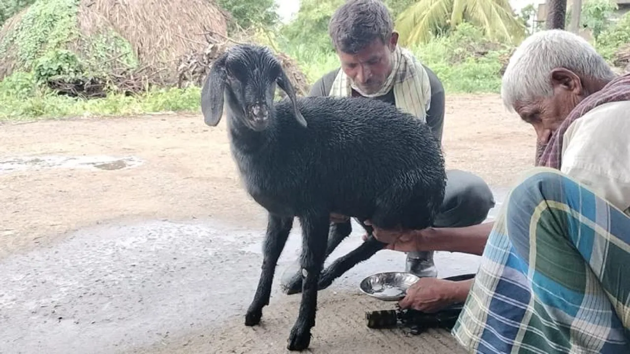 ಗರ್ಭ ಧರಿಸಿಲ್ಲ, ಮರಿನೂ ಹಾಕಿಲ್ಲ.. ಆದ್ರೂ ಹಾಲು ಕೊಡುತ್ತೆ ಈ 3 ತಿಂಗಳ ಮೇಕೆ ಮರಿ..!