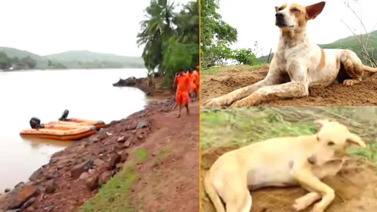 ಶಿರೂರು ಗುಡ್ಡದಲ್ಲಿ ಮನಕಲಕುವ ಘಟನೆ.. ಊಟನೂ ತಿನ್ನದೇ ಮಾಲೀಕಗಾಗಿ ಕಾಯುತ್ತಿವೆ ನಾಯಿಗಳು