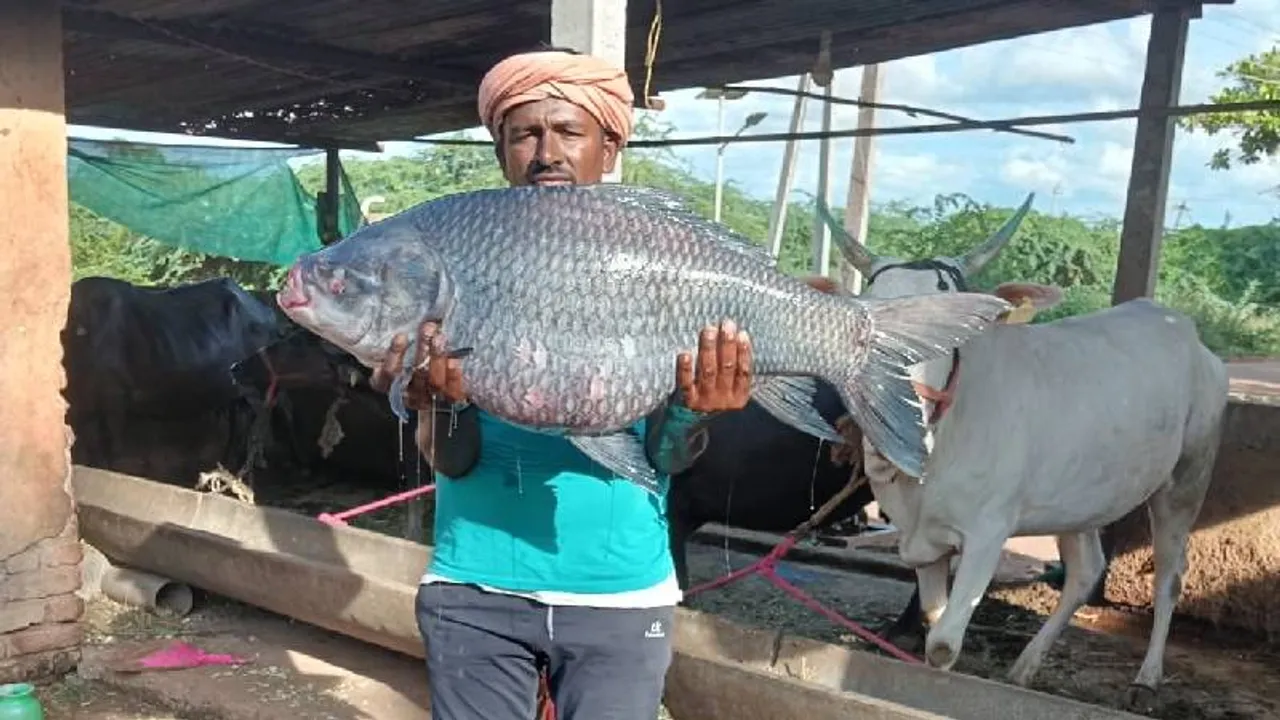 ಒಂದಲ್ಲಾ.. ಎರಡಲ್ಲಾ.. ಬರೋಬ್ಬರಿ 30kg! ಘಟಪ್ರಭಾ ನದಿಯಲ್ಲಿ ಬಲೆಗೆ ಬಿತ್ತು ಬೃಹತ್​ ಗಾತ್ರದ ಮೀನು!