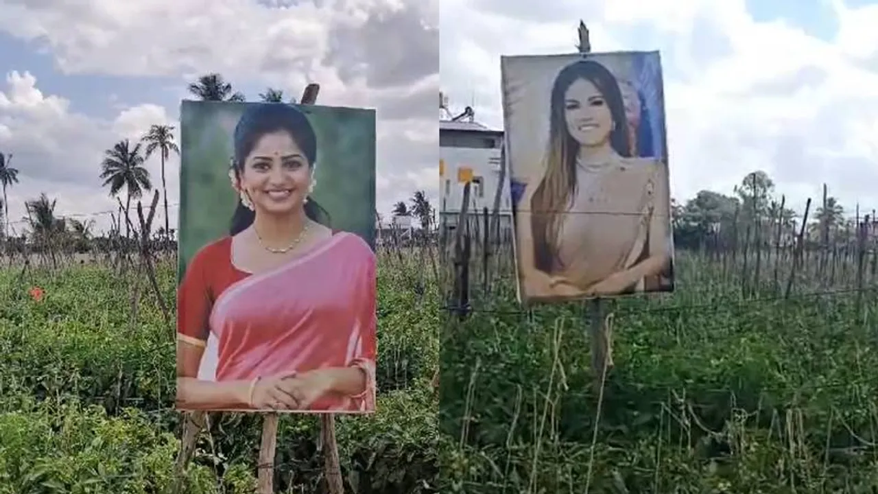 ಚಿಕ್ಕಬಳ್ಳಾಪುರದ ರೈತನ ತೋಟದಲ್ಲಿ ರಚಿತಾ ರಾಮ್​, ಸನ್ನಿ ಲಿಯೋನ್​! ಟೊಮ್ಯಾಟೋ ಕಾಯುತ್ತಿದ್ದಾರೆ ಈ ಇಬ್ಬರು ನಟಿಯರು