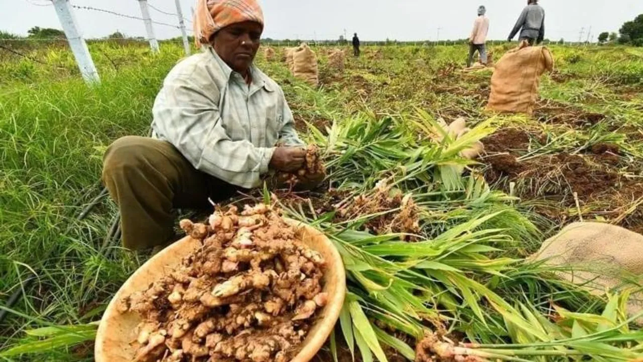 ಕೇರಳ ಭೂಕುಸಿತಕ್ಕೆ ಕಾರಣವಾಗಿದ್ದೇ ಶುಂಠಿ ಬೆಳೆನಾ? ಈ ಬಗ್ಗೆ ವಿಜ್ಞಾನಿಗಳು ಹೇಳಿದ್ದೇನು?