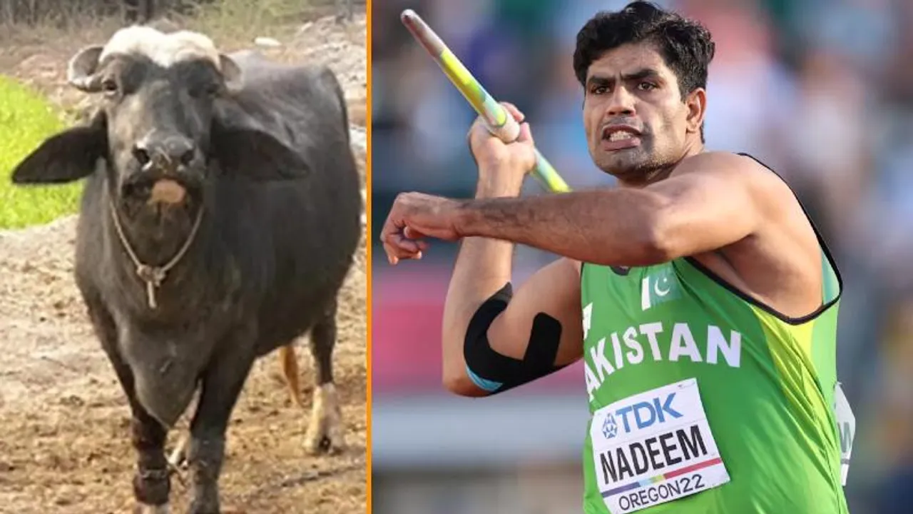 ಚಿನ್ನ ಗೆದ್ದ ನದೀಮ್​​ಗೆ ಸ್ವಂತ ಮಾವನಿಂದಲೇ ಎಮ್ಮೆ ಗಿಫ್ಟ್; ಪಾಕ್​​ನಲ್ಲಿ ಭಾರೀ ಚರ್ಚೆ.. ಅದಕ್ಕೂ ಇದೆ ಒಂದು ಕಾರಣ..!
