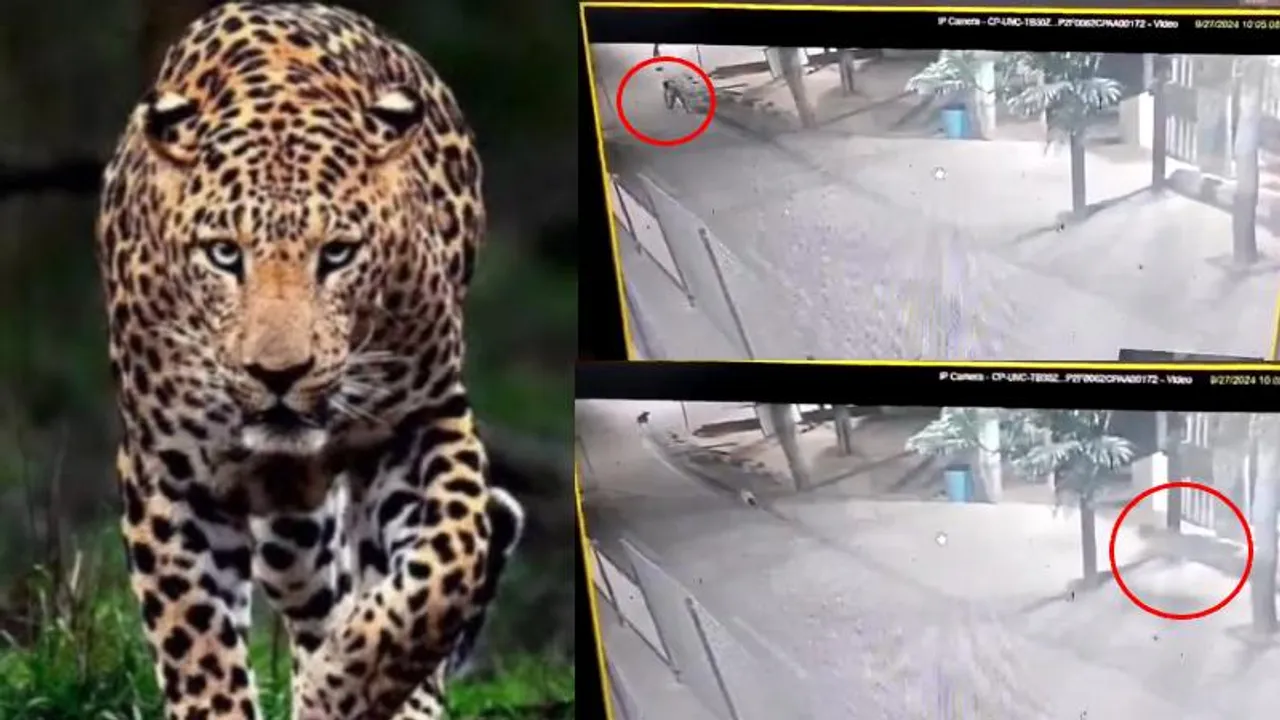 VIDEO: ತಿರುಪತಿಯಲ್ಲಿ ಮತ್ತೆ ಚಿರತೆ ಭಯ.. ಸಿಸಿಟಿವಿಯಲ್ಲಿ ಭಯಾನಕ ದೃಶ್ಯ ಸೆರೆ; ಭಾರೀ ಎಚ್ಚರಿಕೆ!