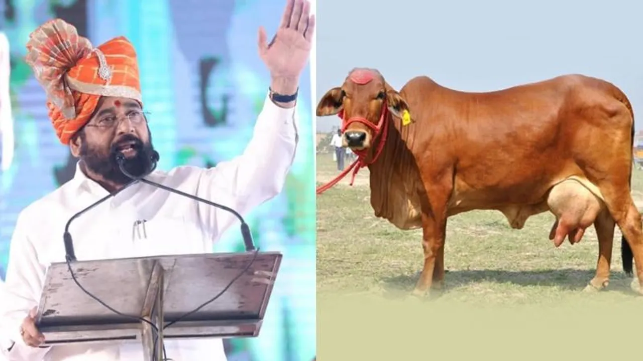 ಹಸುವನ್ನು ರಾಜ್ಯಮಾತಾ ಎಂದು ಘೋಷಣೆ ಮಾಡಿದ  ಮಹಾರಾಷ್ಟ್ರ ಸರ್ಕಾರ; ಏನಿದರ ಉದ್ದೇಶ?