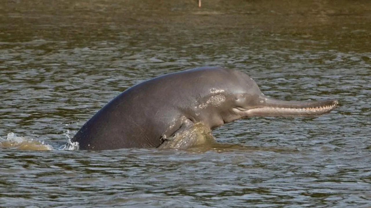 ಭಾರತದಲ್ಲಿ ಮೊದಲ ಬಾರಿ ನದಿಯಲ್ಲಿರುವ ಡಾಲ್ಫಿನ್​ಗಳ ಗಣತಿ! ಯಾವ್ಯಾವ ನದಿಗಳಲ್ಲಿ ಇವೆ ಡಾಲ್ಫಿನ್ ಸಂತತಿ?