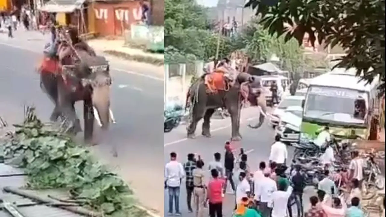 Elephant: ದಸರಾ ಹಬ್ಬದಂದು ಆನೆಯ ರಂಪಾಟ.. ಮದವೇರಿಸಿಕೊಂಡು ರಕ್ಕಸ ರೂಪ ತಾಳಿದ ಗಜರಾಜ