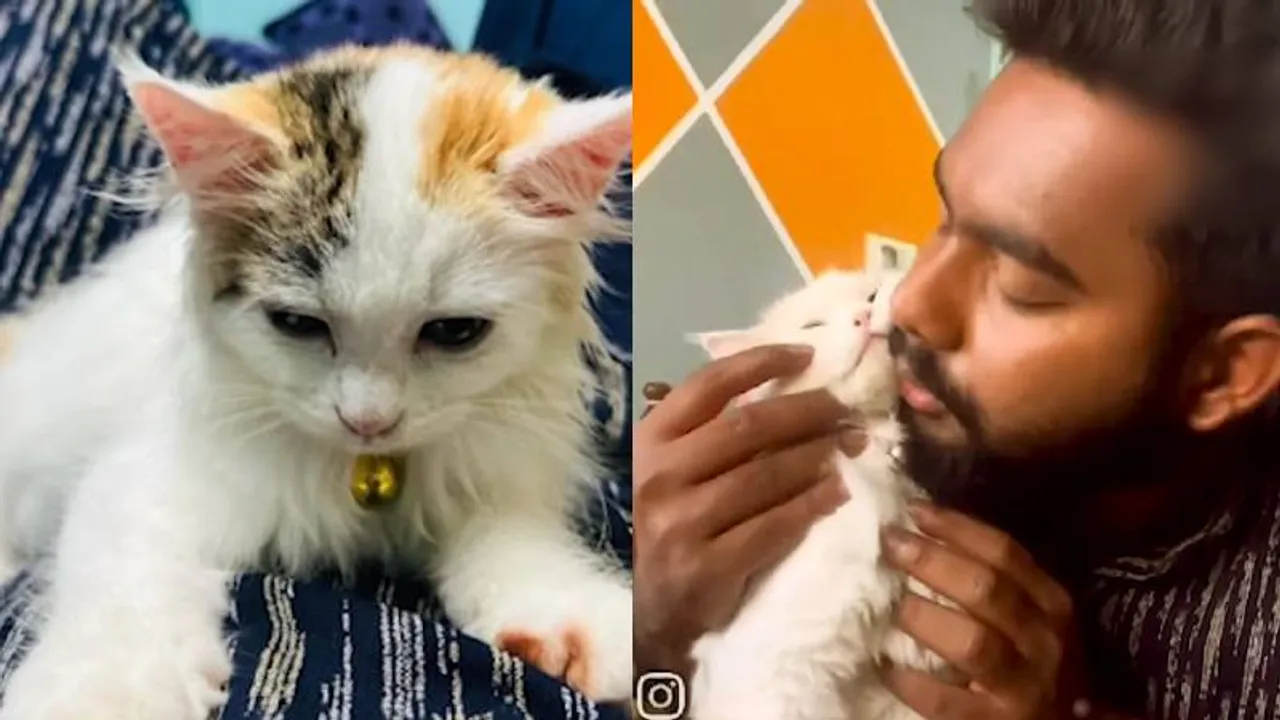 ಬೆಂಗಳೂರಲ್ಲಿ ವಿಚಿತ್ರ ಪ್ರಕರಣ.. ಬೆಕ್ಕಿಗೆ ಮುಖ, ಮೂತಿ ನೋಡದೇ ಹೊಡೆದ ರೂಮ್‌ಮೇಟ್‌; ಆಮೇಲೇನಾಯ್ತು?