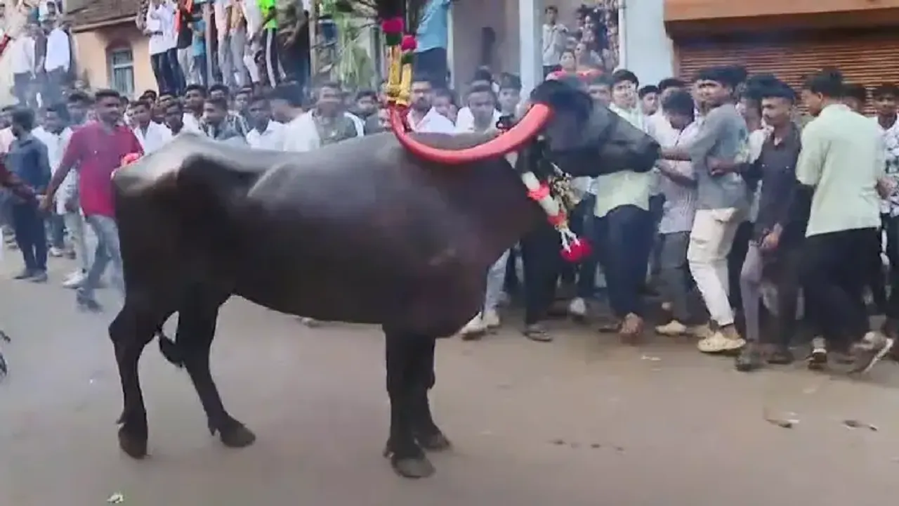 ಎಮ್ಮೆ ನಮ್ಮ ಹೆಮ್ಮೆ.. ಗಡಿನಾಡ ದೀಪಾವಳಿಯಲ್ಲೊಂದು ವಿಶಿಷ್ಟ ಆಚರಣೆ!