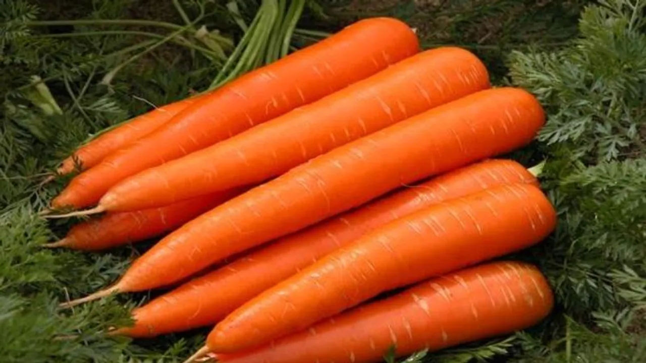E. Coli: ಕ್ಯಾರೆಟ್ ತಿನ್ನುತ್ತಿದ್ದಂತೆ ಜೀವವೇ ಹೋಯ್ತು.. ಮಾರುಕಟ್ಟೆಗೆ ಬಂದಿದ್ದ ಗಜ್ಜರಿ ವಾಪಸ್..!