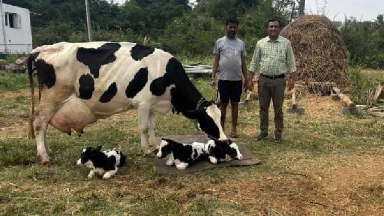 ಅಪರೂಪ; ಏಕಕಾಲದಲ್ಲಿ ಮೂರು ಕರುಗಳಿಗೆ ಜನ್ಮ ನೀಡಿದ ಹಸು