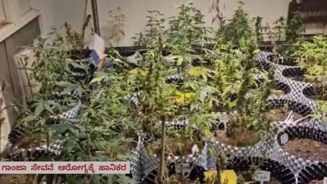 ಮನೆಯ ರೂಮ್​ನಲ್ಲಿಯೇ ಗಾಂಜಾ ಬೆಳೆದ ಭೂಪ; ರೇಡ್ ಮಾಡಿದ ಪೊಲೀಸರಿಗೆ ಶಾಕ್​