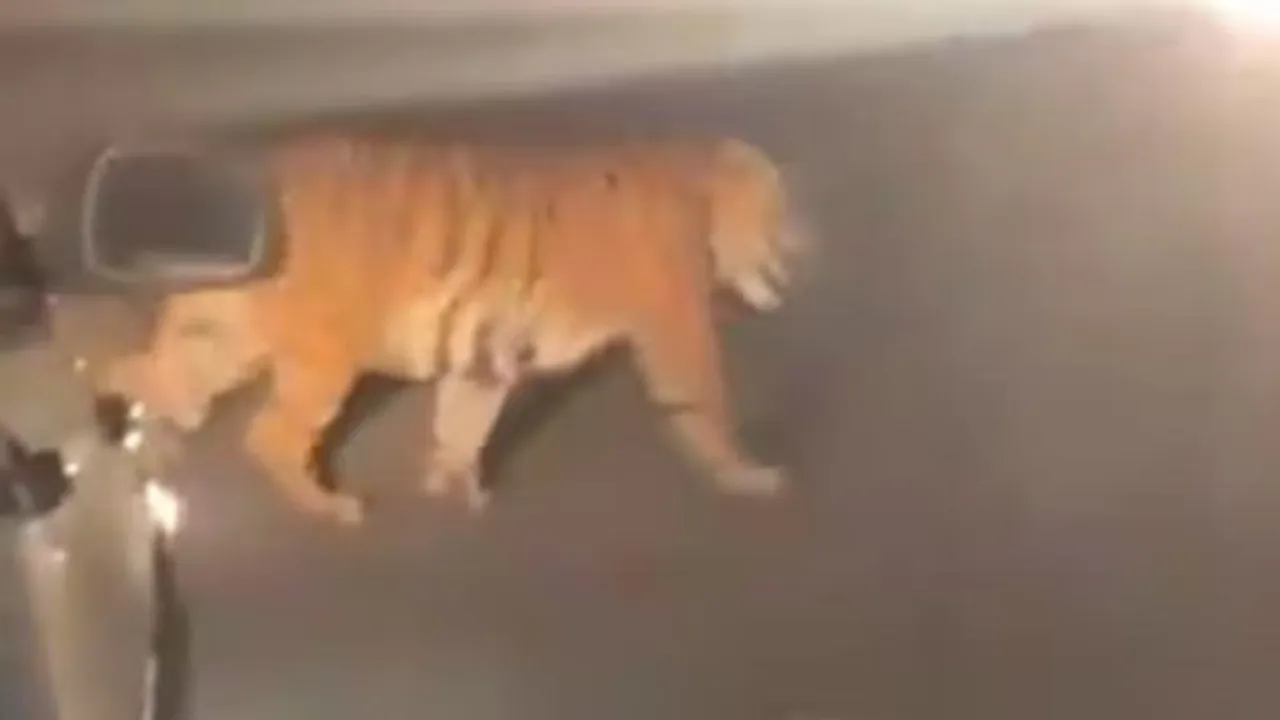 ಎಲ್ಲಿರುವೆ ಮನವ ಕಾಡುವ ರೂಪಸಿಯೇ; ಪ್ರೇಮಿಯನ್ನು ಅರಸಿಕೊಂಡು 300 ಕಿ.ಮೀ ಬಂದ ಜಾನಿ ಹುಲಿ!