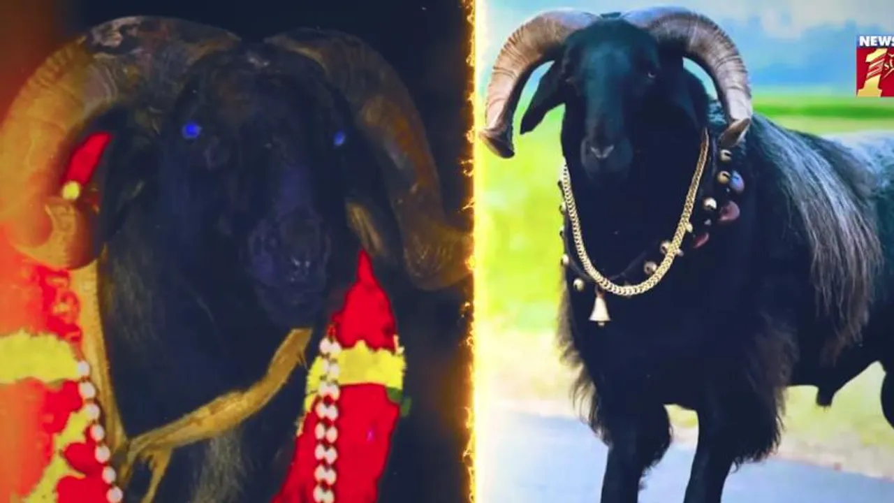 ಸೋಲಿಲ್ಲದ ಸರದಾರ.. ಅಂತಾರಾಷ್ಟ್ರೀಯ ಮಟ್ಟದಲ್ಲಿ ಹೆಸರು ಮಾಡಿದ್ದ ಕಾಳಿ ಇನ್ನಿಲ್ಲ; ಅಭಿಮಾನಿಗಳ ಕಂಬನಿ