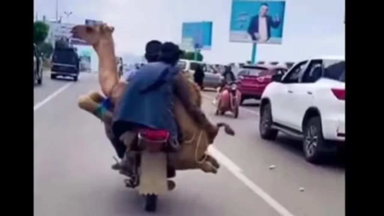 VIDEO: ಒಂಟೆ ಕಾಲು ಕಟ್ಟಿ ಬೈಕ್​ ಮೇಲೆ ಎತ್ಹಾಕೊಂಡು ಹೋದ ಕಿಡಿಗೇಡಿಗಳು; ನೆಟ್ಟಿಗರಿಂದ ಹಿಡಿಶಾಪ!