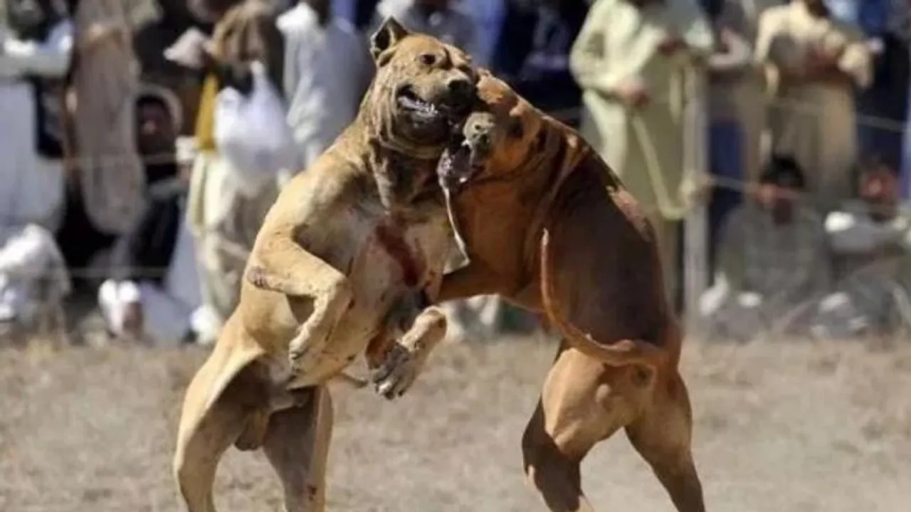 ಪೊಲೀಸರ ದಾಳಿ.. ರಾಜಸ್ಥಾನದಲ್ಲಿ 19 ವಿದೇಶಿ ತಳಿ ನಾಯಿಗಳು ವಶಕ್ಕೆ.. 81 ಜನರ ಬಂಧನ! ಆಗಿದ್ದೇನು?