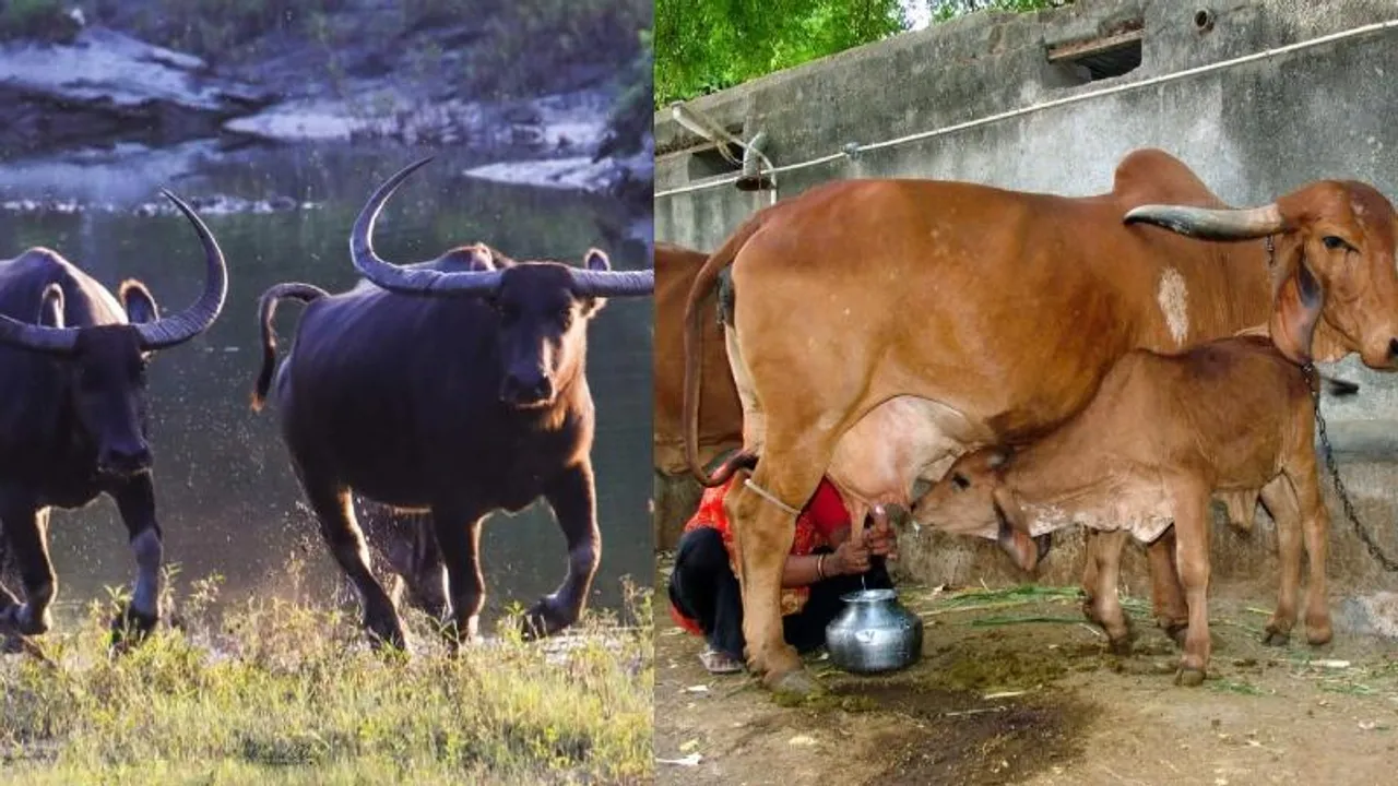 ಹಸುವಿನ ಹಾಲು, ಎಮ್ಮೆಯ ಹಾಲು.. ನಿಮ್ಮ ಆರೋಗ್ಯಕ್ಕೆ ಯಾವುದು ಬೆಸ್ಟ್​ ಗೊತ್ತಾ?