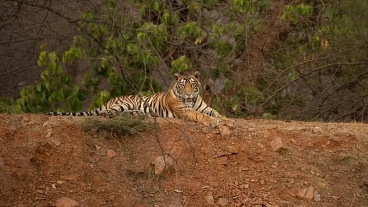 ಜೀವಬಿಟ್ಟ ನರಭಕ್ಷಕನ ಹೊಟ್ಟೆಯಲ್ಲಿ ಬೆಲೆ ಬಾಳುವ ವಸ್ತುಗಳು.. ಅರಣ್ಯ ಸಿಬ್ಬಂದಿ ಶಾಕ್..!