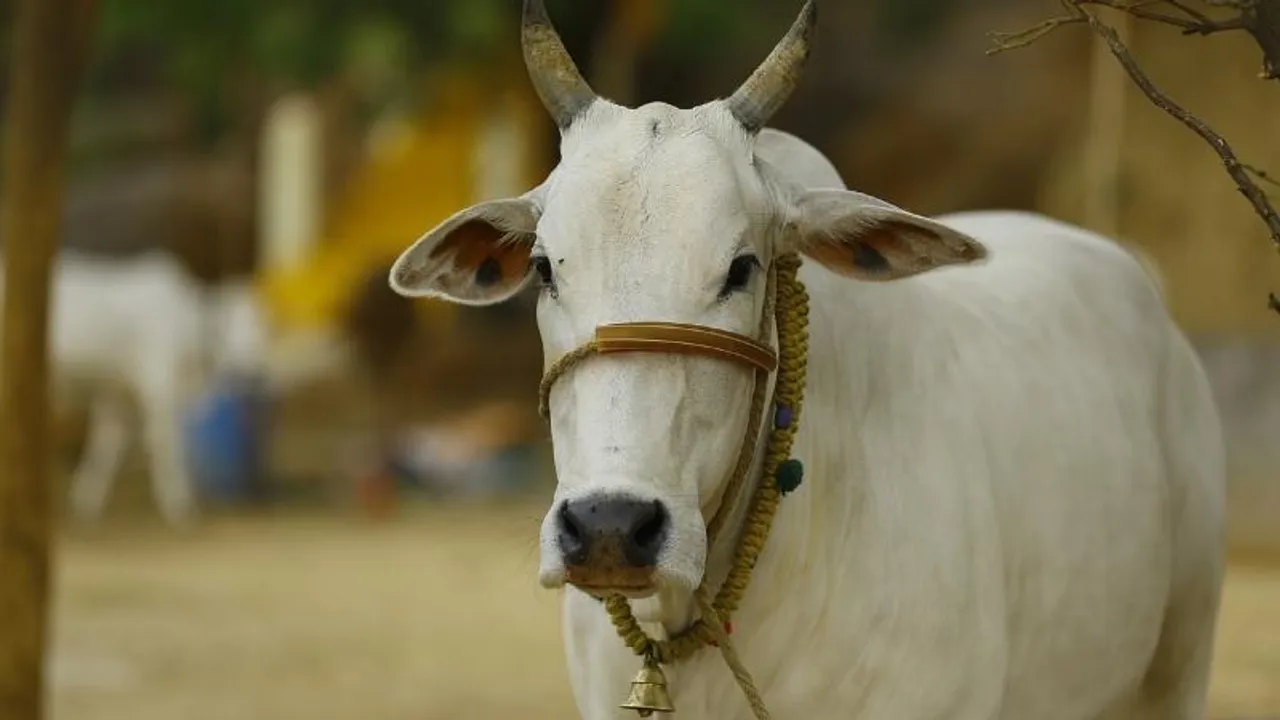 ಗರ್ಭ ಧರಿಸಿದ ಹಸುವಿನ ತಲೆ ಕಡಿದು ವಿಕೃತಿ.. ರಾಜ್ಯದಲ್ಲಿ ಮತ್ತೊಂದು ಗೋಮಾತೆ ಮೇಲೆ ದೌರ್ಜನ್ಯ