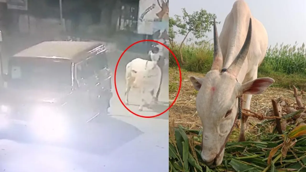 ರೈತರೇ ಹುಷಾರ್​!!.. ನಿಮ್ಮ ಜಾನುವಾರು ಕದಿಯಲು ಕಾರಿನಲ್ಲಿ ಬರ್ತಾರೆ ಖದೀಮರು